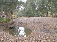 Classic example of the
River Oak invading on (the empty) Turon River space. Classic example
of the River Oak invading on (the empty) Turon River space.