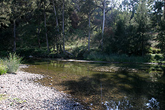 The good old days, crystal clear water and
trout lurking within. The good old days,
crystal clear water and trout lurking within.